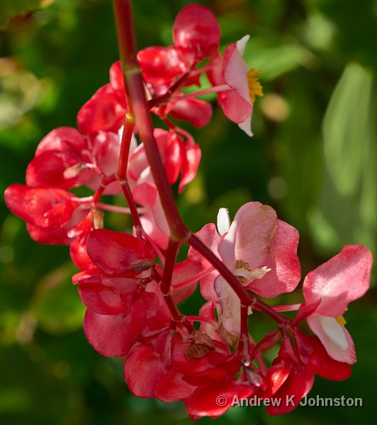 0414_GX7_1050976 Cropped.jpg - Orchid World, 2014